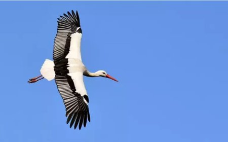 Rüyada Balıkçıl Kuşu Görmek Ne Anlama Geliyor?