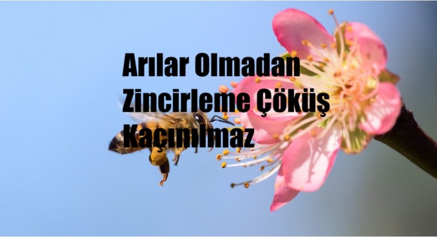 Pestisitler ve İklim Değişikliği Arı Nüfusunu Tehdit Ediyor: Arılar Olmadan Zincirleme Çöküş Kaçınılmaz